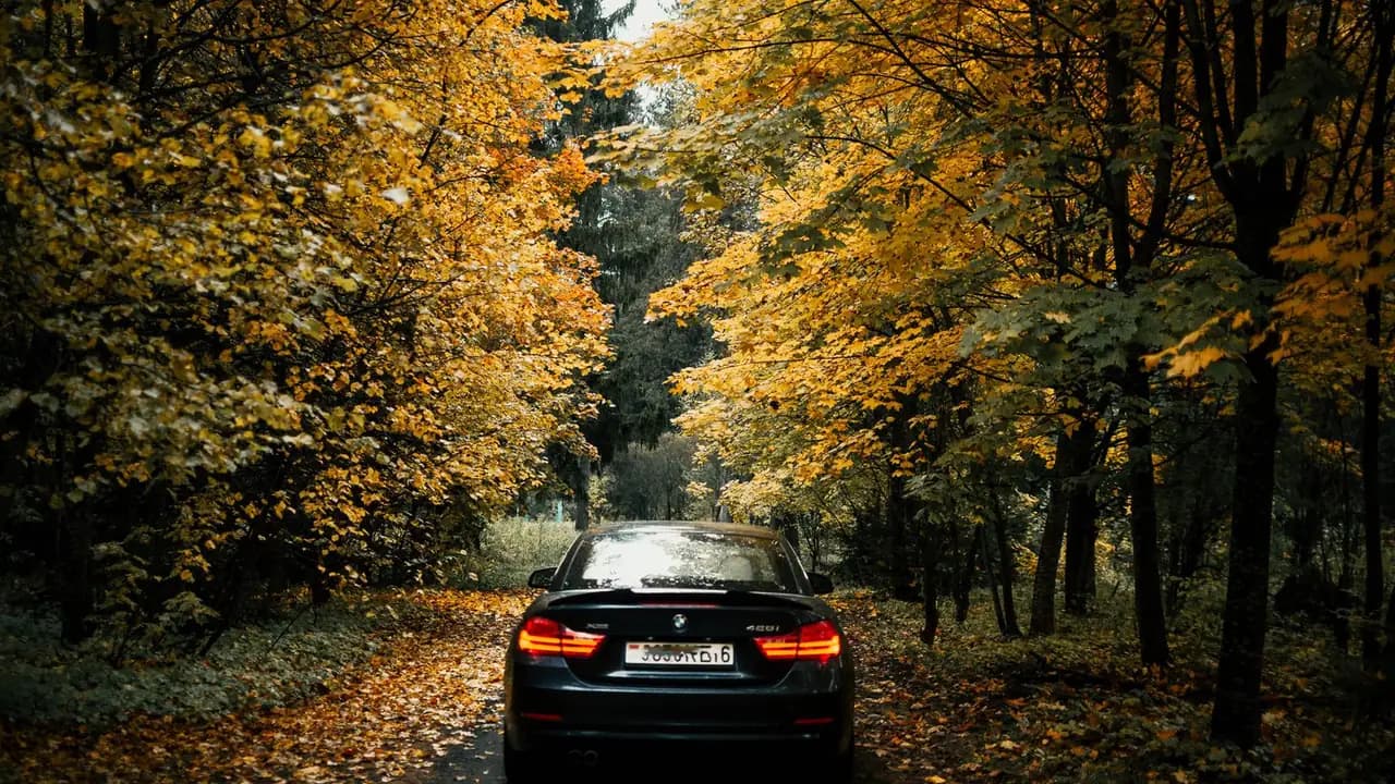 Une voiture sur une route bordée d'arbres en automne